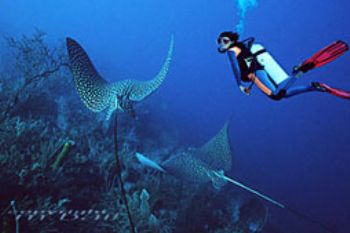 Belize - 2 eaglerays - COMPOSING > diver - Nik. V by Manfred Bail 